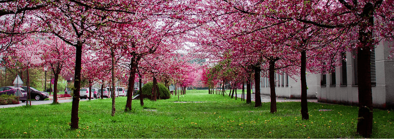 Fila de árboles de flores rosadas en un jardín urbano durante la primavera