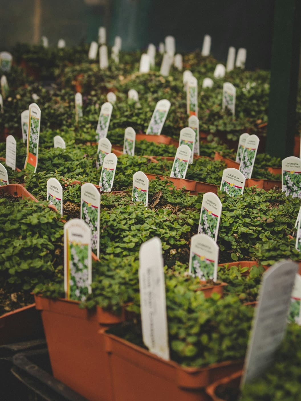 Filas de macetas de vivero con plántulas verdes, cada una identificada con una etiqueta blanca.