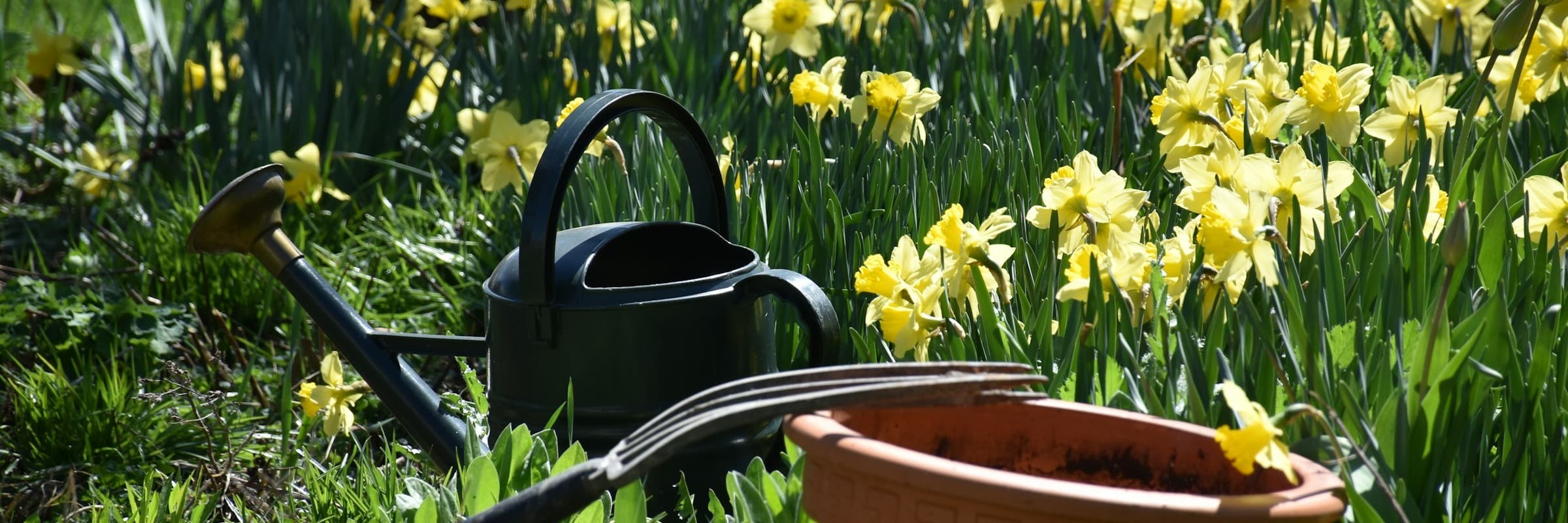 Una regadera verde oscuro, una maceta de terracota y una horca de jardín entre narcisos amarillos bajo la luz del sol.
