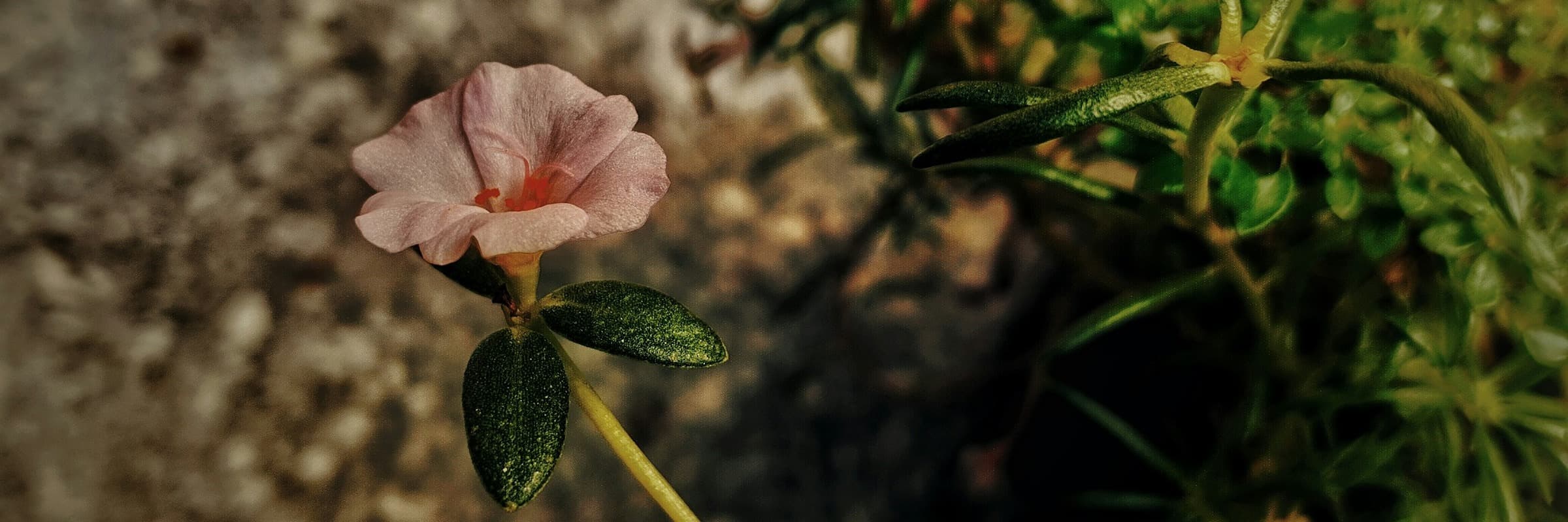 Pequeña flor rosa de cinco pétalos con centro naranja, creciendo en un tallo delgado con pequeñas hojas ovaladas sobre un fondo difuminado
