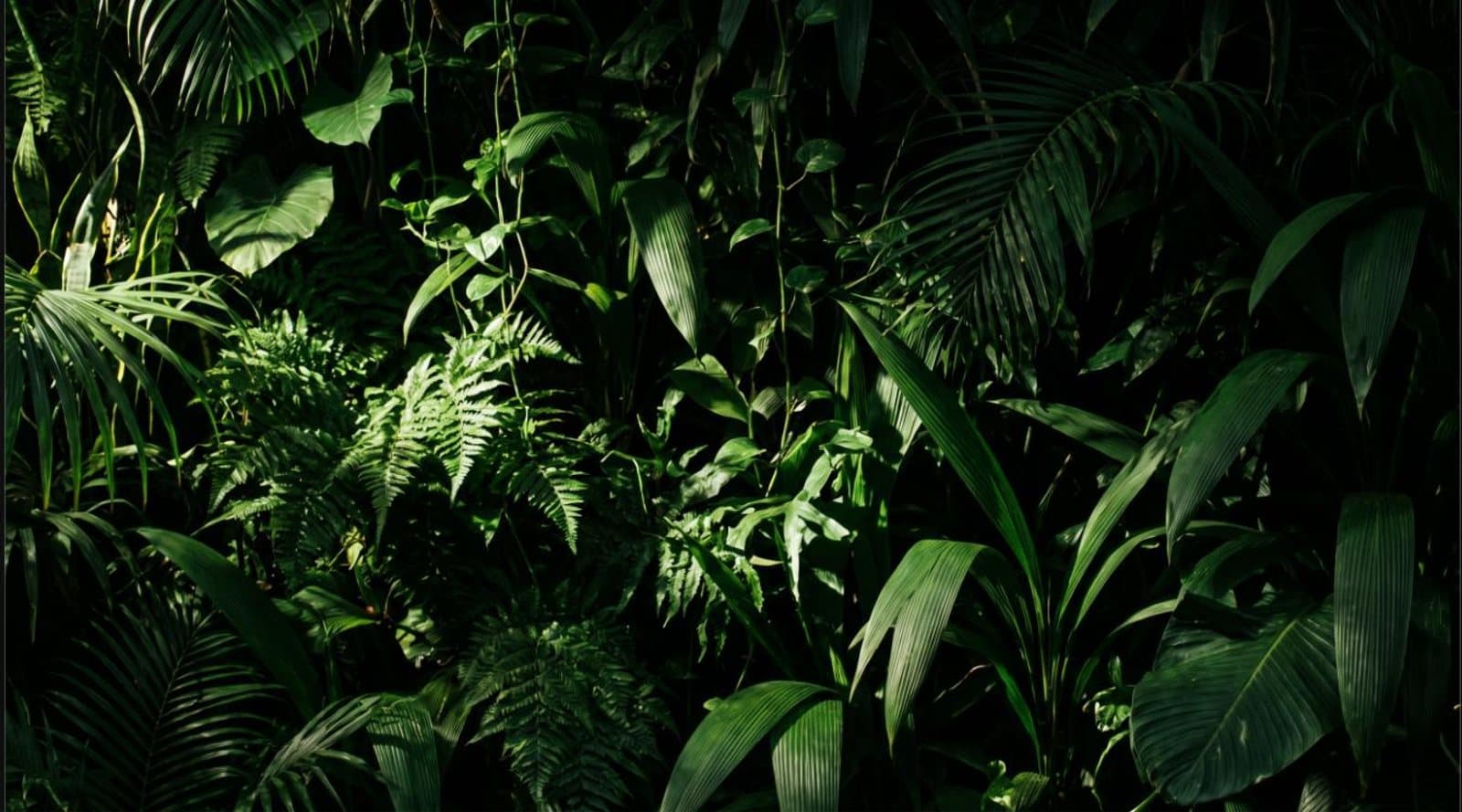 Follaje denso en verde profundo