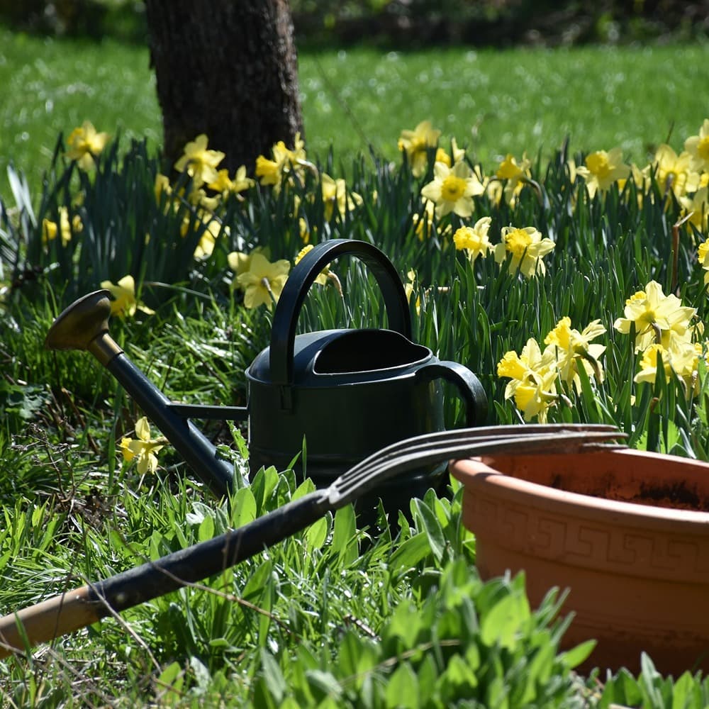 Una regadera verde oscuro, una maceta de terracota y una horca de jardín entre narcisos amarillos bajo la luz del sol.