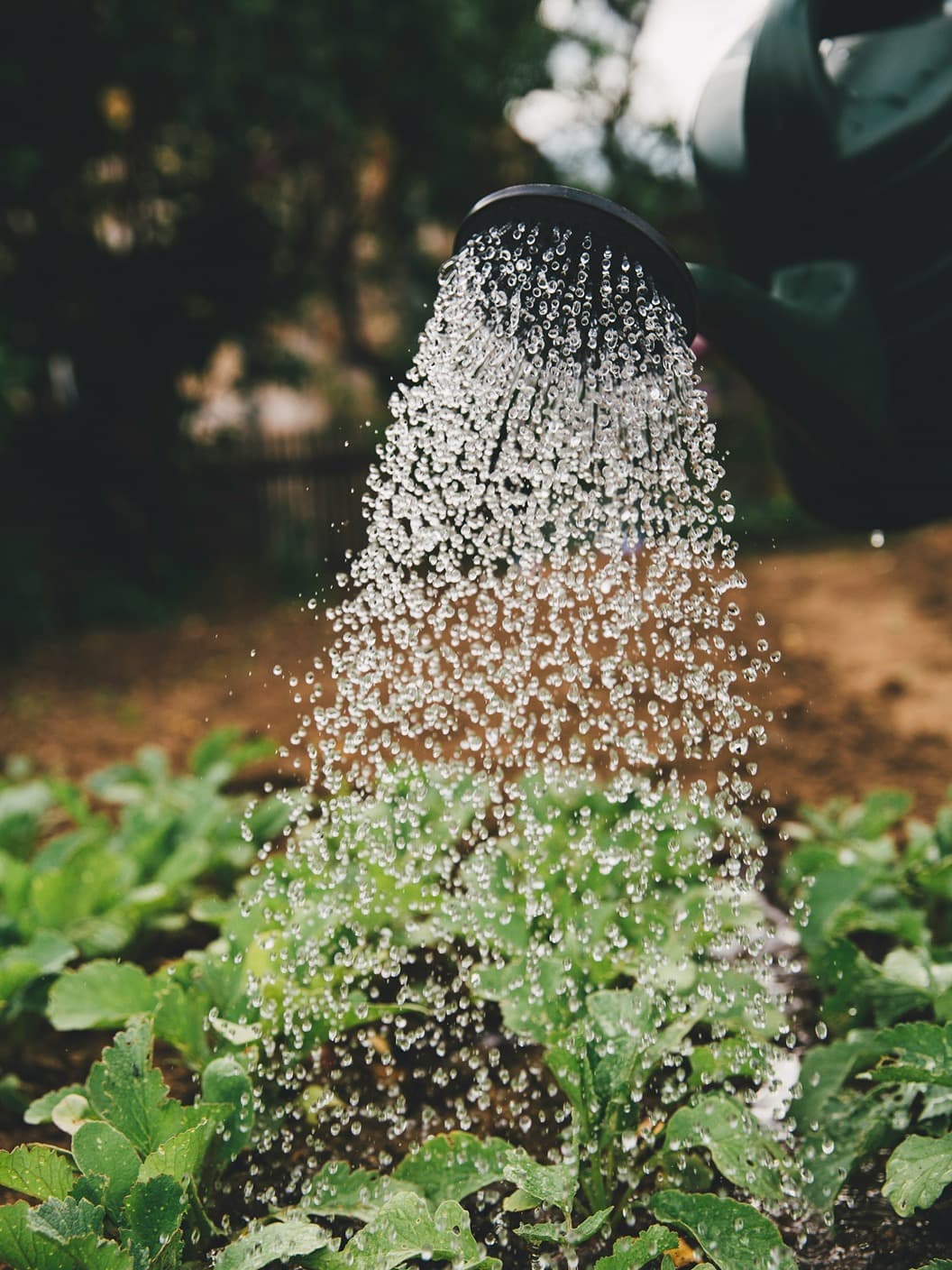 Regadera rociando agua sobre plantas jóvenes del jardín.