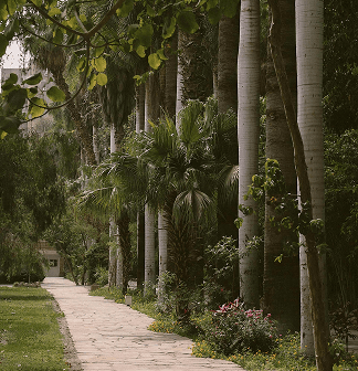 Sendero de jardín bordeado por palmeras altas y vegetación.