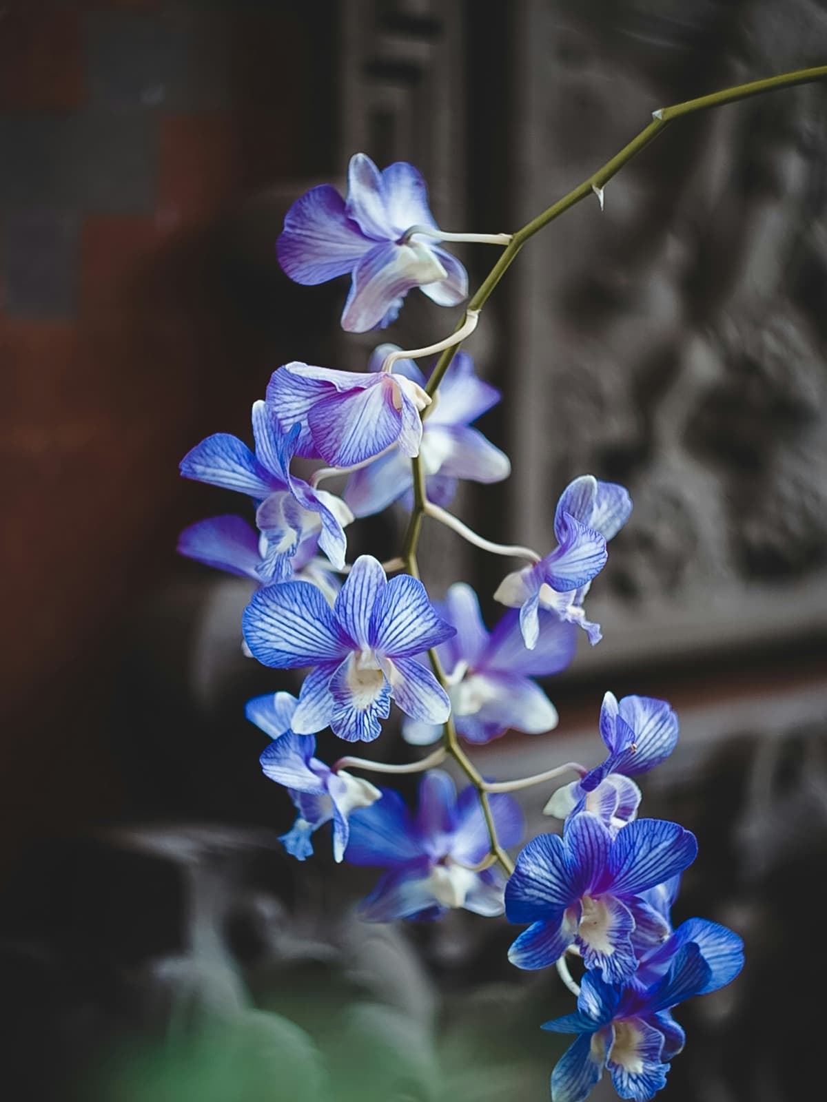 Primer plano de una vara de orquídeas azules y blancas sobre un fondo oscuro desenfocado.