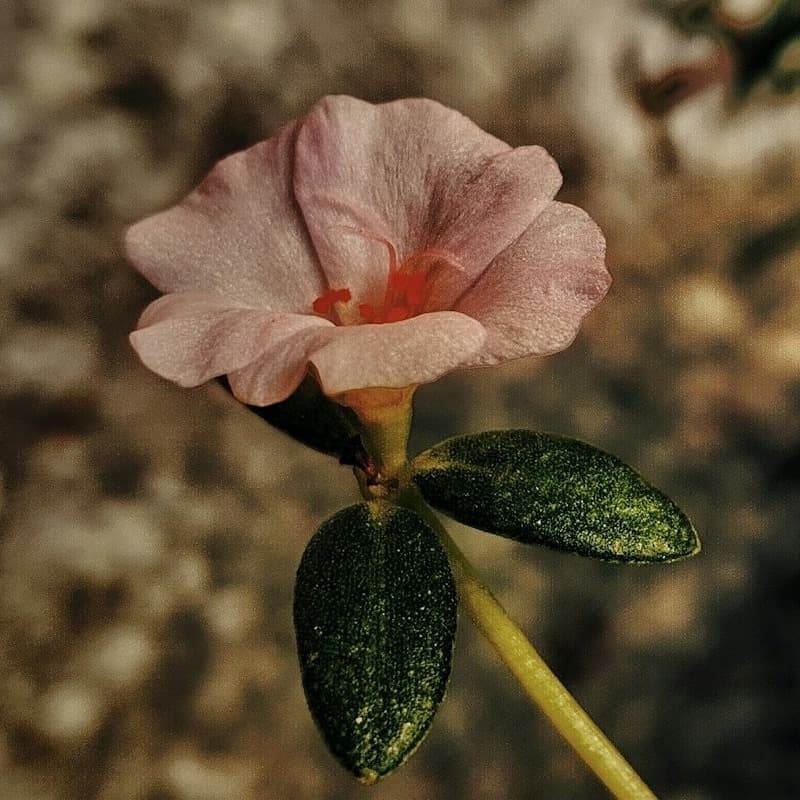 Pequeña flor rosa de cinco pétalos con centro naranja, creciendo en un tallo delgado con pequeñas hojas ovaladas sobre un fondo difuminado