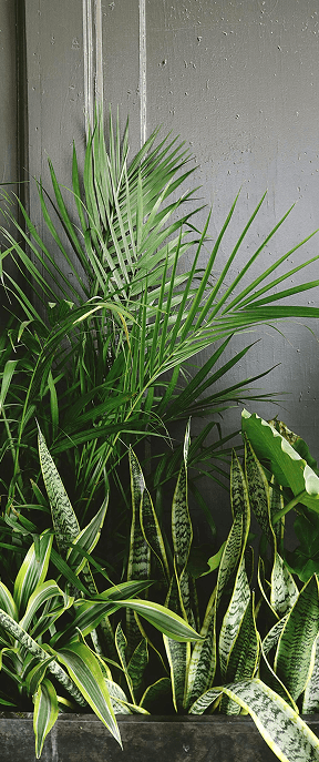 Macetero interior con hojas tropicales verdes frente a una pared gris
