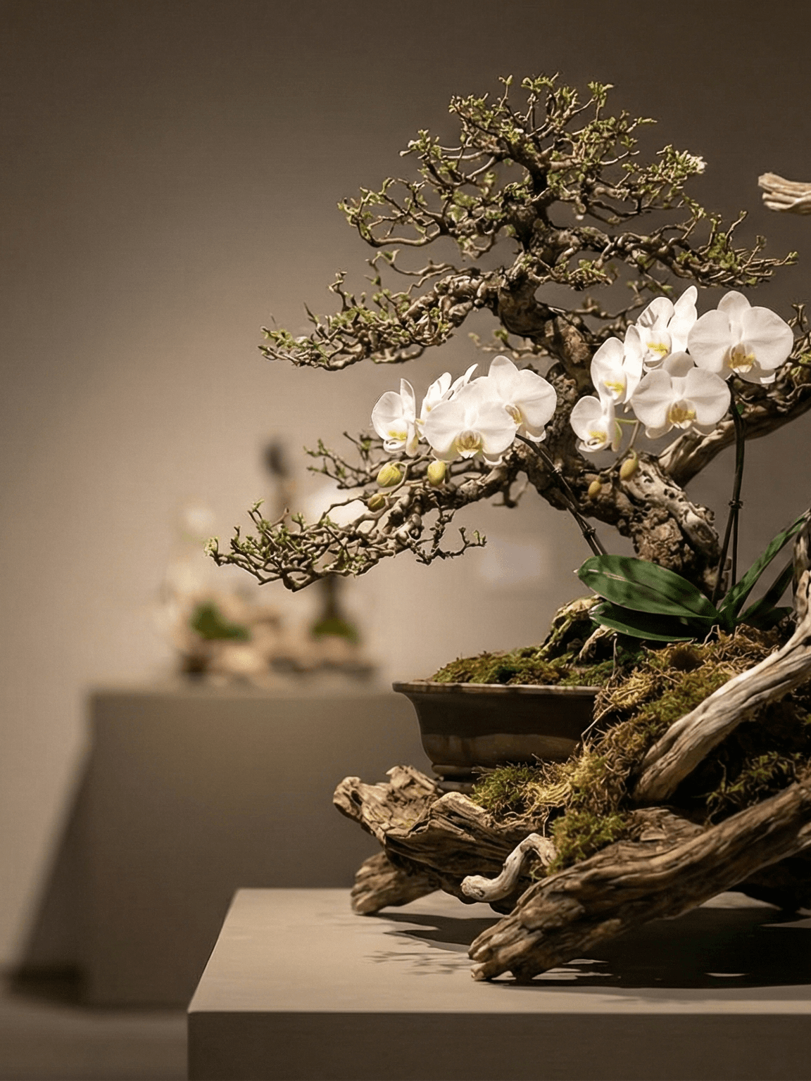 Bonsái sobre madera flotante con orquídeas blancas y musgo, expuesto sobre un pedestal en una galería.